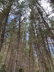 Fototapeta premium trees in the forest