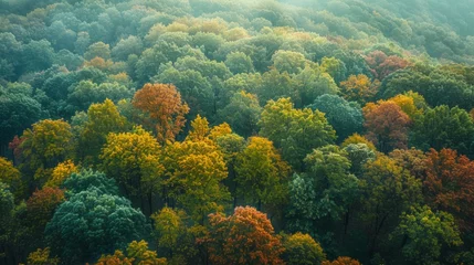 Fotobehang temperate deciduous forest, Autumn forest orange red ancient forest and pine carpet oak beech maple tree willow mysterious colorful leaves trees nature changing seasons landscape Top view background © Sittipol 