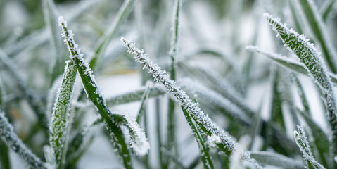 Frosty frost in spring in the fields with winter wheat.