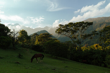 horse in the mountains