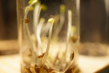 Sprouting   growing plants