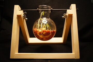 Sprouting and growing beans