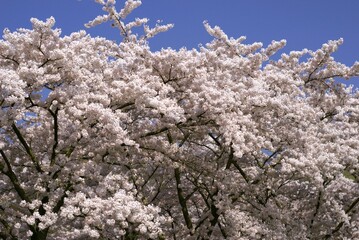 cherry blossom in spring
