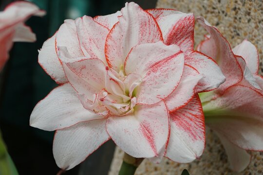 Closeup of a light pink and white flower of 'Striped Amadeus' Amaryllis