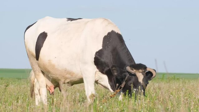A black and white cow grazes in a field among thick grass. 