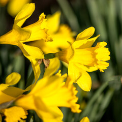 Fototapeta premium yellow daffodils in spring