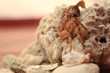 crab molt on top of a rock