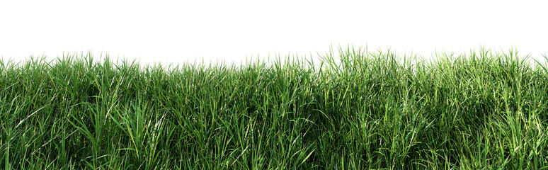 Close up view of lush green grass fresh nature isolated on transparent background 3d render illustration