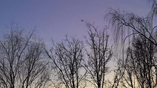 Silhouette of birds flying in sky during sunset with trees in background