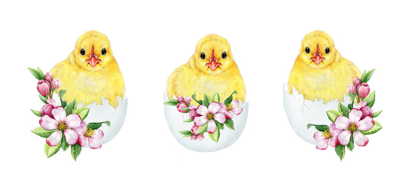 Cute chick in cracked egg shell with spring flower Easter decor set. Watercolor illustration. Hand drawn small fluffy chicken hatched from the egg with spring flowers collection. White background