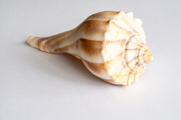 sea shell on a white background