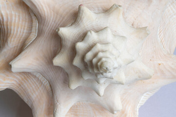 seashell macro shot.