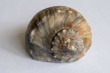 shell on a white background