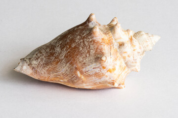 sea shell isolated on white background