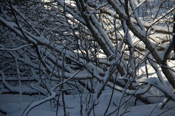 snow covered branches with sunlight 