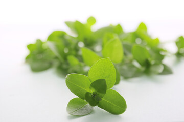 fresh chickweed leaves isolated on a white background