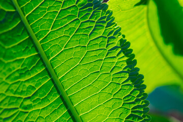 This is a pattern of a green horseradish leaf.