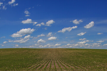 Fototapeta na wymiar rows of soybeans