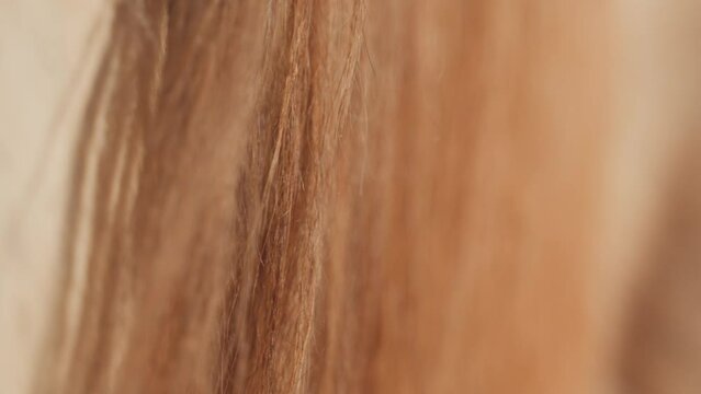 Light Brown Horse Tail, Back View, Closeup Shot