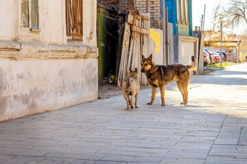 yard mongrel dogs on the city streets on a sunny day