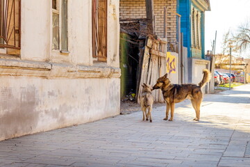 yard mongrel dogs on the city streets on a sunny day