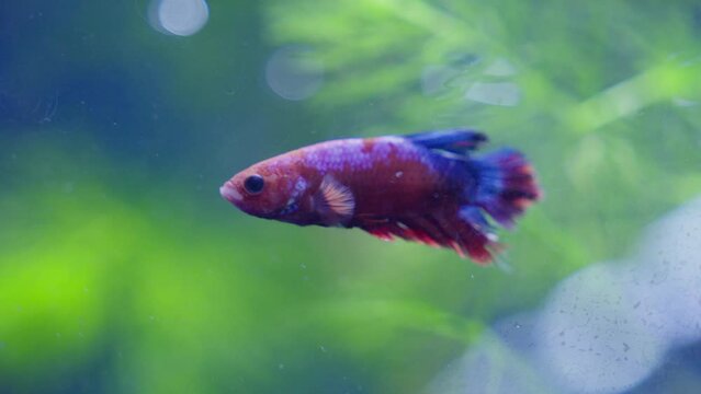 Colorful Hellboy Plakat Betta Small Fish Floating Still In Aquarium, Close Up 