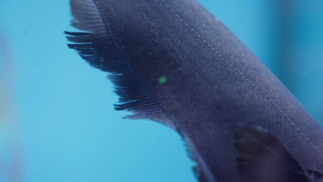 Meet the Black ghost knifefish wavy fins in aquarium