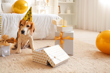 Cute Beagle dog in party hat with gifts for birthday at home