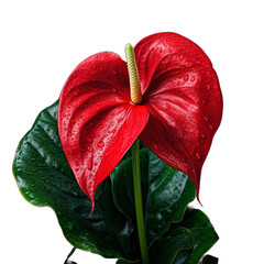 Anthurium, beautiful and exotic red flower, closeup, isolated.  - obrazy, fototapety, plakaty