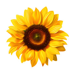Ripe sunflower with yellow petals and dark middle, isolated on white transparent background.