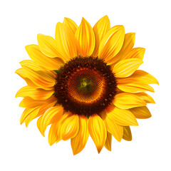 Fototapeta premium Ripe sunflower with yellow petals and dark middle, isolated on white transparent background.