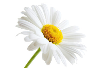 Yellow daisy on transparency background PNG
