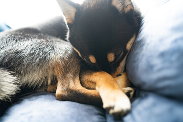 かわいい黒い柴犬