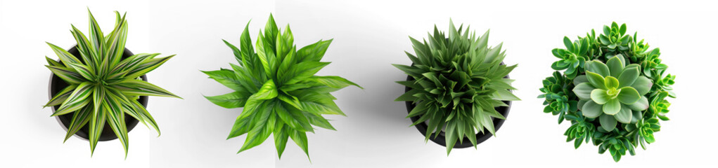 top view of an indoor potted plant on transparency background PNG
