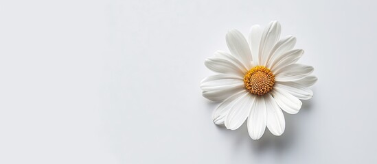 A top-down view of a white Spanish daisy flower with a bright yellow center, set against a clean white background. The flower petals are pure white, contrasting beautifully with the vibrant yellow