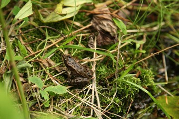 Columbia Spotted Frog (Rana luteiventris) in Beartooth Mountains, Montana