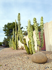 Accented side of the xeriscaped road with Totem Pole cacti on top of dred-brown esert style gravel