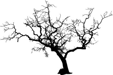 Obraz premium ramas, arboles, siluetas, vegetacion, roble, bosque, paisaje, vector, hojas, abstracto, sauce, tronco, malesa, pegatina, follaje