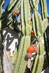 Hedge cactus, Cereus repandus or Peruvian apple cactus, with ripe red fruits on its ilarge arms
