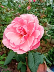 beautiful rose flower at rose garden