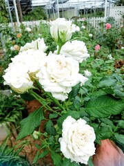 Obraz na płótnie Canvas beautiful rose flower at rose garden