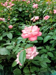 beautiful rose flower at rose garden