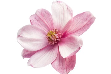 Naklejka na ściany i meble Pink magnolia flower isolated on white background