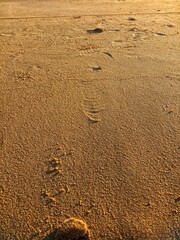 Fototapeta na wymiar foot step at the beach sand