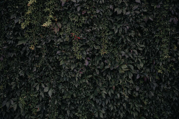 Leafy cascade, natures verdant curtain backdrop - a concrete wall overgrown with lush foliage,...
