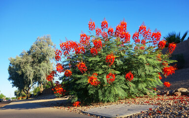 Xeriscaped road sidewalk with a striking flowering Red Bird of Paradise (Caesalpinia pulcherrima),...