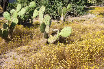 Thorny green paddles of Nopales cactus growing in Arizona desert