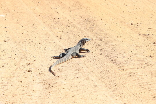 A Goanna Crossing the Road, Fitzgerald National Park, Western Australia.