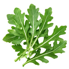 Photo of arugula leaves Isolated on transparent background