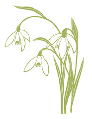 Snowdrop flower illustration